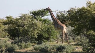 Link to Video | Namibia, tree, Angolan giraffe, Africa, Full High Definition, 2009, color, Savanna, Etosha National Park, animal, nature, Giraffa, wilderness