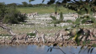 Link zum Video | Namibia, Fauna, Januar, Afrika, Full High Definition, 2009, 1. Januar, Farbe, undomestizierte Lebewesen, Zebras, Habitat, Etosha-Nationalpark, Tier, Natur, Wildnis