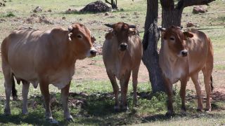 Link to Video | Namibia, Africa, Full High Definition, color