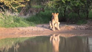 Link to Video | Namibia, lion, Africa, Full High Definition, nature reserve, Big five game, 2009, color, wildlife, predator, habitat, big cat, animal, nature, wilderness