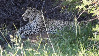Link to Video | Namibia, Africa, shadow, resting, Full High Definition, Big five game, 2008, color, lying, Pantherinae, Felidae, predator, leopard, big cat, animal