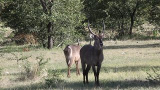Link to Video | Namibia, Wasserbock, Full High Definition, 2009, Kobus ellipsiprymnus defassa, color, antelope, animal, nature, wilderness
