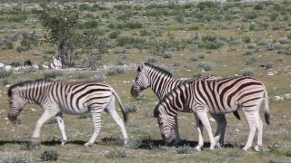 Link to Video | Namibia, fauna, January, Africa, Full High Definition, 2009, January 1, color, wildlife, zebra, habitat, animal, nature, wilderness