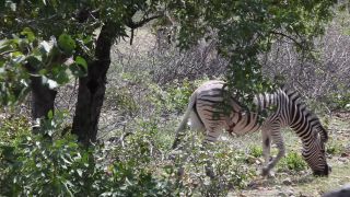 Link to Video