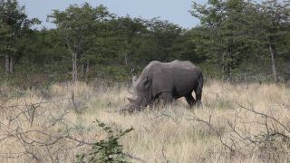 Link to Video | Namibia, Diceros bicornis bicornis, Fressen, Africa, Full High Definition, Big five game, 2009, color, rhinoceros, Savanna, Diceros bicornis