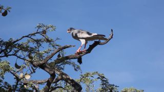 Link to Video | Namibia, Africa, Full High Definition, 2008, color, bird of prey, animal, Vogel, Dark Chanting Goshawk, hawk