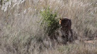 Link to Video | Namibia, Africa, Full High Definition, nature reserve, 2008, color, Pantherinae, cheetah, wildlife, Felidae, Carnivora, predator, Savanna, habitat, big cat, safari