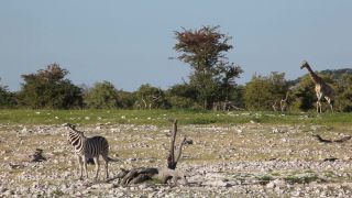 Link to Video | Namibia, tree, Angolan giraffe, Africa, Full High Definition, 2009, color, Savanna, animal, nature, Giraffa, wilderness