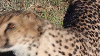 Link to Video | Namibia, Africa, Full High Definition, nature reserve, 2008, color, Pantherinae, cheetah, wildlife, Felidae, Carnivora, predator, Savanna, habitat, big cat, safari
