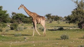 Link to Video | Namibia, tree, Angolan giraffe, Africa, Full High Definition, 2009, color, Savanna, animal, nature, Giraffa, wilderness