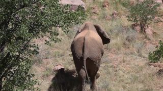 Link to Video