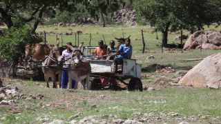 Link to Video | Namibia, Full High Definition, productive animal, Equus africanus asinus, 2008, Equus africanus, color, Black Africans, cart, boy, daytime, animal, child