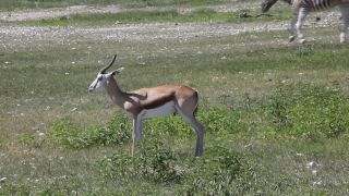 Link to Video | Namibia, fauna, January, Africa, Full High Definition, 2009, January 1, color, wildlife, zebra, habitat, Etosha National Park, animal, nature, wilderness