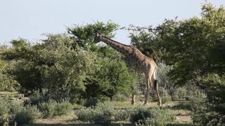 Link to Video | Namibia, tree, Angolan giraffe, Africa, Full High Definition, 2009, color, Savanna, animal, nature, Giraffa, wilderness