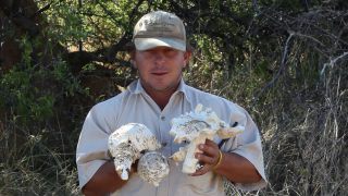 Link to Video | Namibia, Termitomyces schimperi, Africa, Full High Definition, 2008, color, edible mushroom, fungus, Blätterpilz