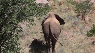 Link to Video | Namibia, landscape, Africa, Full High Definition, Big five game, 2008, color, African bush elephant, Savanna, animal, mammals, elephant, nature, wilderness