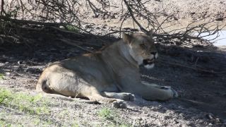Link to Video | Namibia, lion, Africa, Full High Definition, nature reserve, Big five game, 2009, color, wildlife, predator, habitat, big cat, animal, nature, wilderness