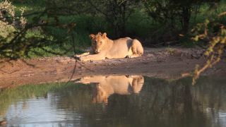 Link zum Video | Namibia, Löwe, Afrika, Full High Definition, Naturschutzgebiet, Big Five, 2009, Farbe, undomestizierte Lebewesen, Prädator, Habitat, Raubkatze, Tier, Natur, Wildnis