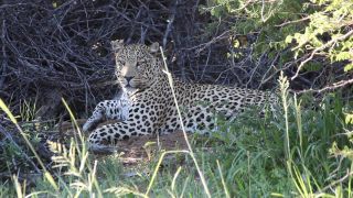 Link zum Video | Namibia, Afrika, Schatten, Ausruhen, Full High Definition, Big Five, 2008, Farbe, liegend, Großkatzen, Katzen, Prädator, Leopard, Raubkatze, Tier