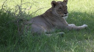 Link to Video | Namibia, lion, Africa, Full High Definition, nature reserve, Big five game, 2009, color, wildlife, predator, habitat, big cat, animal, nature, wilderness
