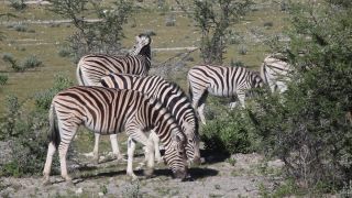 Link to Video | Namibia, fauna, January, Africa, Full High Definition, 2009, January 1, color, wildlife, zebra, habitat, animal, nature, wilderness