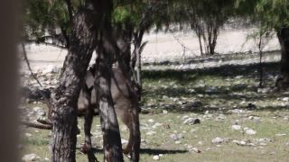 Link to Video | Namibia, Wasserbock, Full High Definition, 2009, Kobus ellipsiprymnus defassa, color, antelope, animal, nature, wilderness