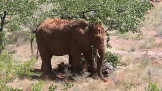 Link to Video | Namibia, landscape, tree, dust bathing, Africa, Full High Definition, Big five game, 2008, color, Proboscidea, African elephant, African bush elephant, Savanna, animal, mammals, elephant, nature, shrubland, wilderness