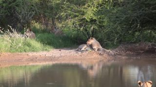 Link to Video | Namibia, lion, Africa, Full High Definition, nature reserve, Big five game, 2009, color, wildlife, predator, habitat, big cat, animal, nature, wilderness