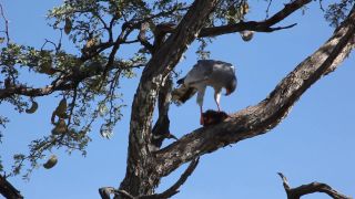 Link to Video | Namibia, Africa, Full High Definition, 2008, color, Waterberg, bird of prey, animal, Vogel, Dark Chanting Goshawk, hawk