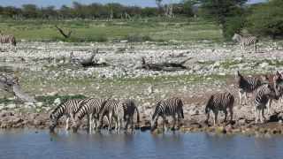 Link to Video | Namibia, fauna, January, Africa, Full High Definition, 2009, January 1, color, wildlife, zebra, habitat, Etosha National Park, animal, nature, wilderness
