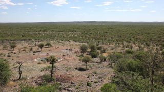 Link to Video | Namibia, Africa, Full High Definition, color, Etosha National Park