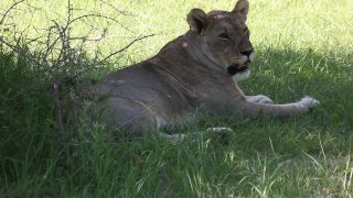 Link to Video | Namibia, lion, Africa, Full High Definition, nature reserve, Big five game, 2009, color, wildlife, predator, habitat, big cat, animal, nature, wilderness