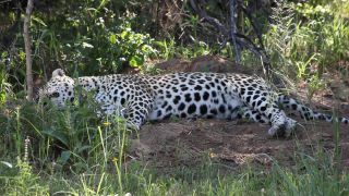 Link to Video | Namibia, Africa, shadow, resting, Full High Definition, Big five game, 2008, color, lying, Pantherinae, Felidae, predator, leopard, big cat, animal