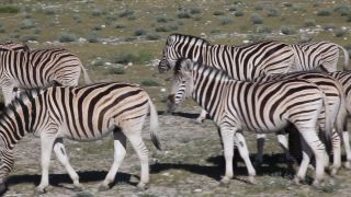 Link zum Video | Namibia, Fauna, Januar, Afrika, Full High Definition, 2009, 1. Januar, Farbe, undomestizierte Lebewesen, Zebras, Habitat, Tier, Natur, Wildnis
