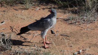 Link to Video | Namibia, Etosha National Park