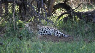 Link to Video | Namibia, Africa, shadow, resting, Full High Definition, Big five game, 2008, color, lying, Pantherinae, Felidae, predator, leopard, big cat, animal