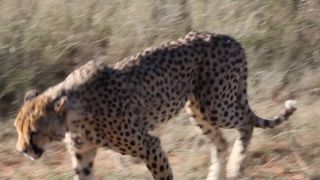 Link to Video | Namibia, Africa, Full High Definition, nature reserve, 2008, color, Pantherinae, cheetah, wildlife, Felidae, Carnivora, predator, Savanna, habitat, big cat, safari
