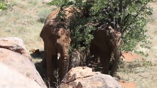 Link zum Video | Namibia, Landschaft, Afrika, Full High Definition, Big Five, 2008, Farbe, Afrikanischer Elefant, Savanne, Tier, Säugetiere, Elefant, Natur, Wildnis