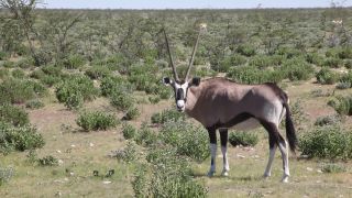 Link to Video | Namibia, Africa, Full High Definition, color