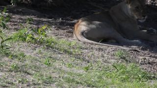 Link to Video | Namibia, lion, Africa, Full High Definition, nature reserve, Big five game, 2009, color, wildlife, predator, habitat, big cat, Etosha National Park, animal, nature, wilderness