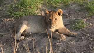 Link to Video | Namibia, lion, Africa, Full High Definition, nature reserve, Big five game, 2009, color, wildlife, predator, habitat, big cat, animal, nature, wilderness