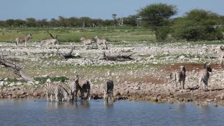 Link to Video | Namibia, fauna, January, Africa, Full High Definition, 2009, January 1, color, wildlife, zebra, habitat, Etosha National Park, animal, nature, wilderness
