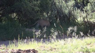 Link to Video | Namibia, Africa, Full High Definition, Big five game, 2008, color, Pantherinae, predator, leopard, big cat, animal