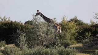 Link to Video | Namibia, tree, Angolan giraffe, Africa, Full High Definition, 2009, color, Savanna, animal, nature, Giraffa, wilderness