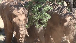 Link to Video | Namibia, landscape, tree, dust bathing, Africa, Full High Definition, Big five game, 2008, color, Proboscidea, African elephant, African bush elephant, Savanna, animal, mammals, elephant, nature, shrubland, wilderness