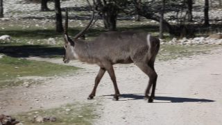 Link to Video | Namibia, Wasserbock, Full High Definition, 2009, Kobus ellipsiprymnus defassa, color, antelope, animal, nature, wilderness