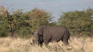 Link zum Video | Namibia, Diceros bicornis bicornis, Fressen, Afrika, Full High Definition, Big Five, 2009, Farbe, Nashörner, Savanne, Spitzmaulnashorn