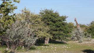 Link to Video | Namibia, tree, Angolan giraffe, Africa, Full High Definition, 2009, color, Savanna, animal, nature, Giraffa, wilderness