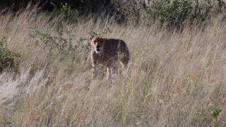 Link to Video | Namibia, Africa, Full High Definition, 2008, color, Pantherinae, cheetah, wildlife, Carnivora, predator, Savanna, habitat, big cat, safari
