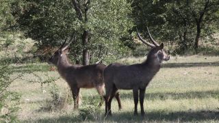 Link to Video | Namibia, Wasserbock, Full High Definition, 2009, Kobus ellipsiprymnus defassa, color, antelope, animal, nature, wilderness